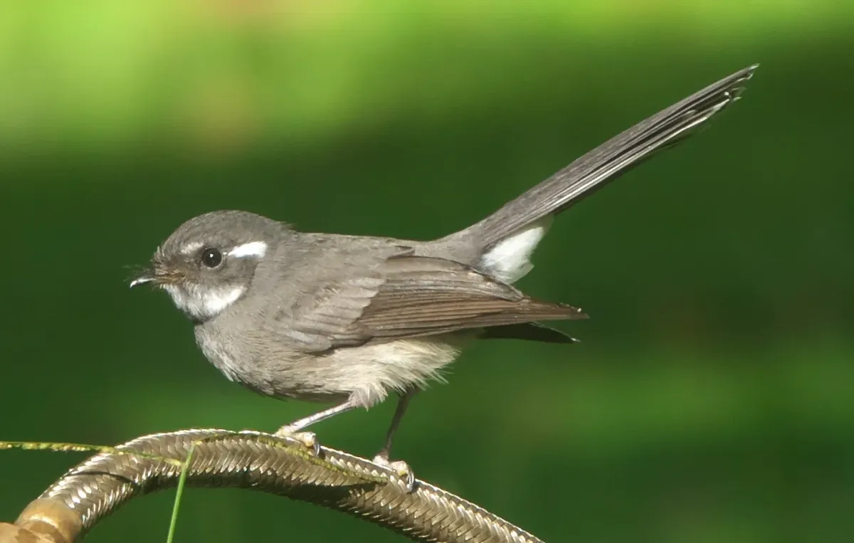 File:Rhipidura nebulosa - Robert Webster - 256912765.jpeg