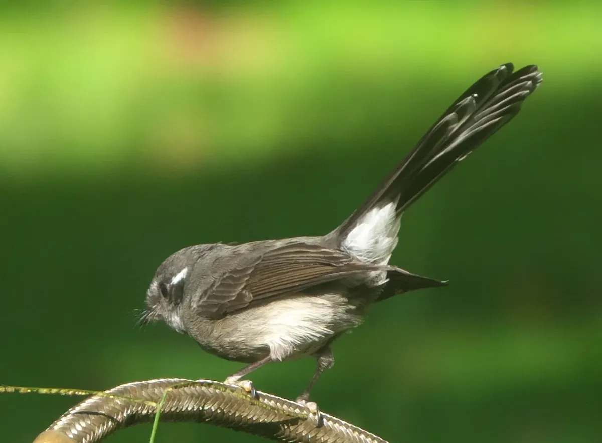 File:Rhipidura nebulosa - Robert Webster - 256912755.jpeg