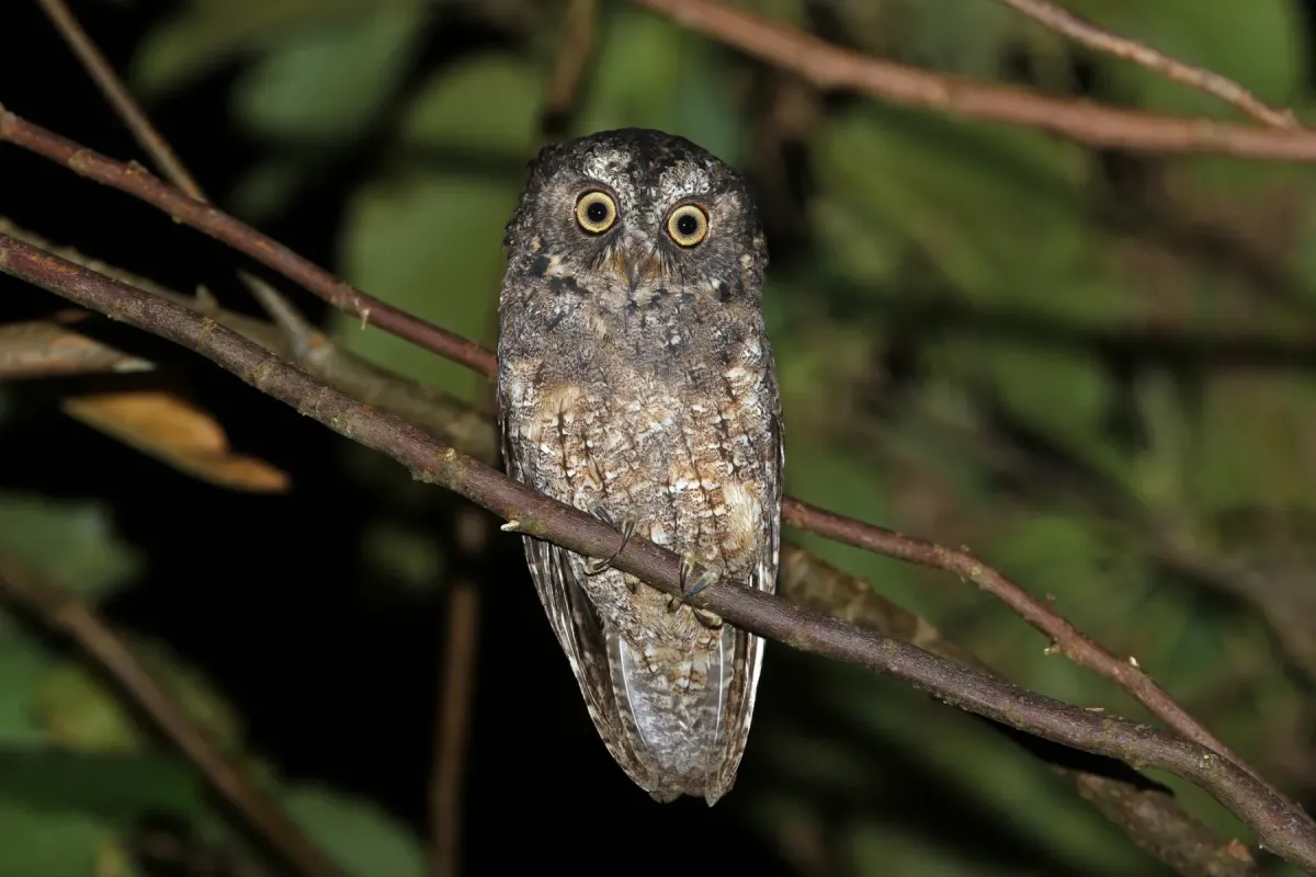 File:Otus collari - James Eaton - 435260069.jpeg