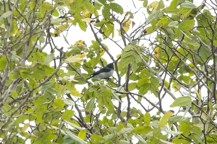 File:Hedydipna pallidigaster - Thibaud Aronson - 279716881.jpeg