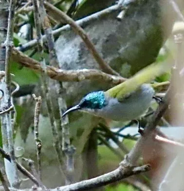 File:Cyanomitra bannermani - Irene - 596278337.jpeg