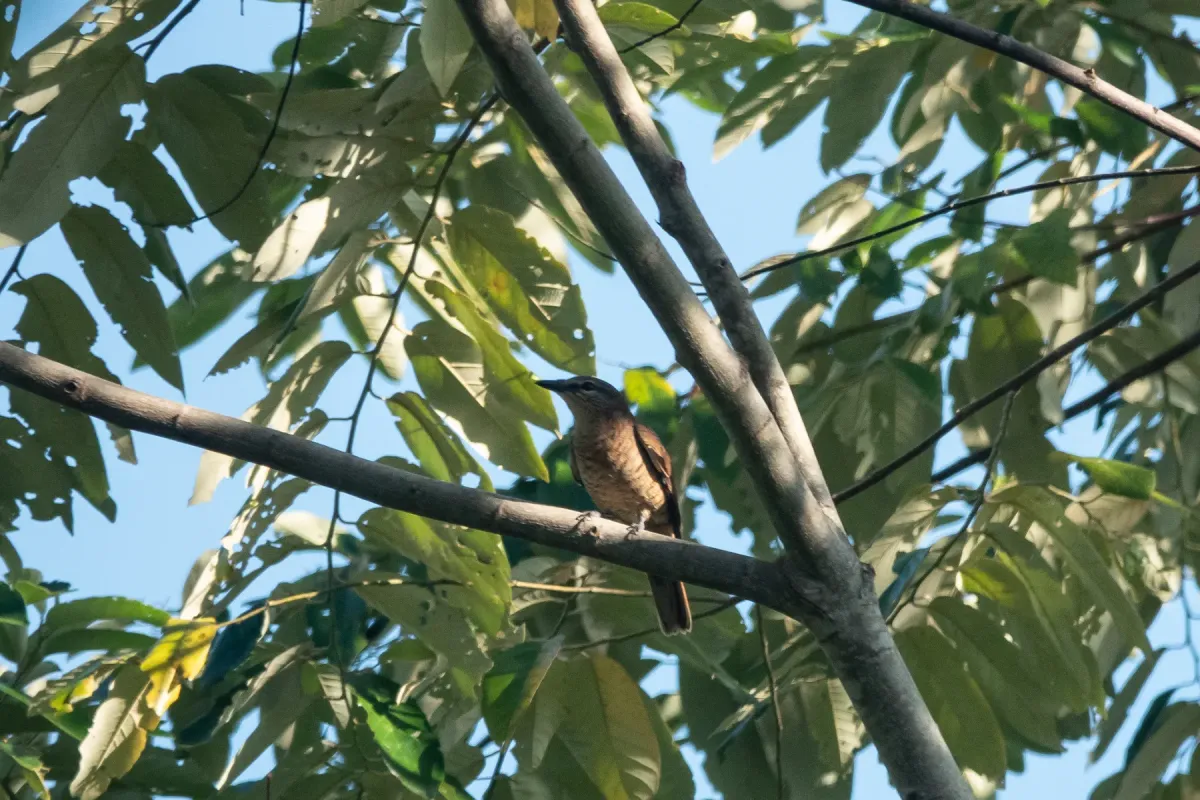 File:Edolisoma admiralitatis - Euan Moore - 604746940.jpeg