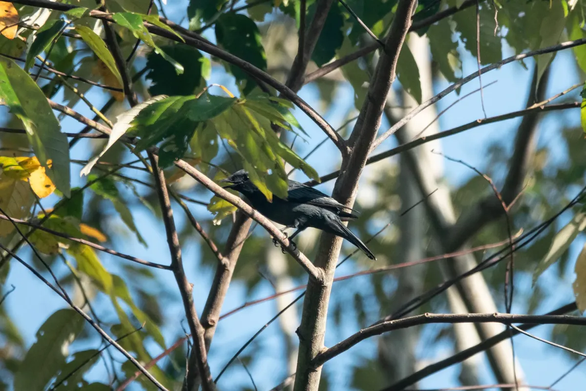 File:Edolisoma admiralitatis - Euan Moore - 604746982.jpeg