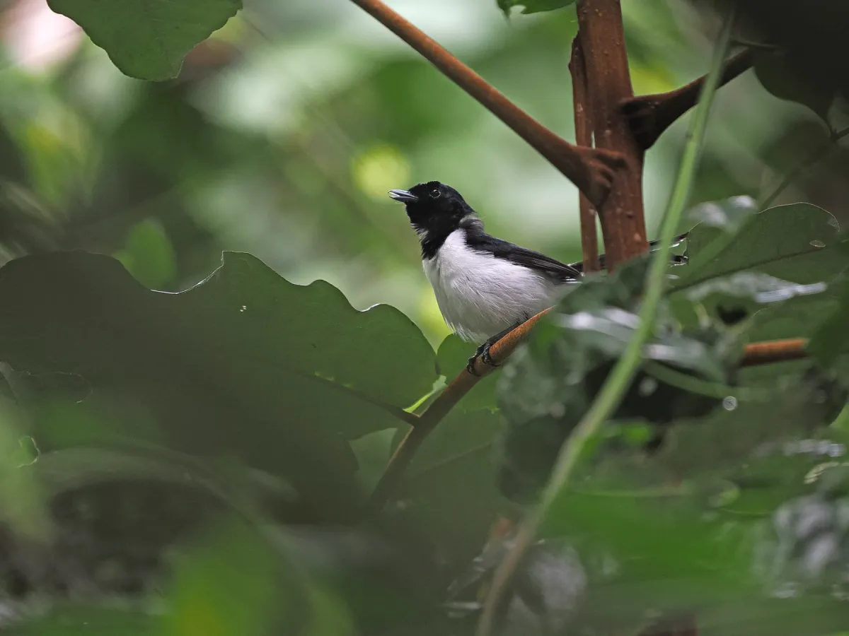 File:Symposiachrus everetti - James Eaton - 337787943.jpeg