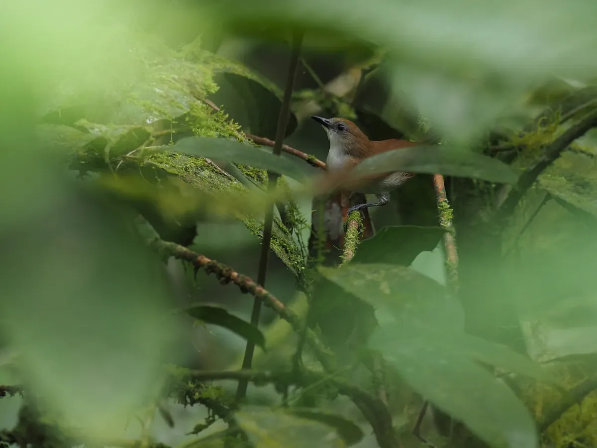 File:Tephrozosterops stalkeri - James Eaton - 416866037.jpeg