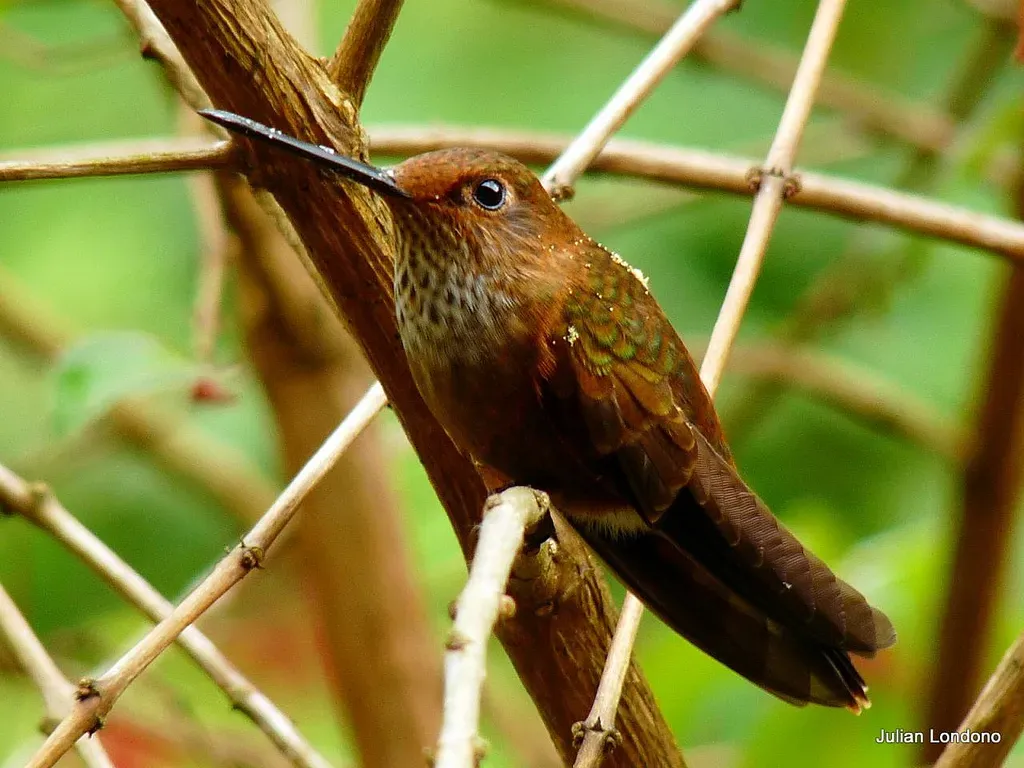 File:Bronzy Inca (Coeligena coeligena) 4.jpg