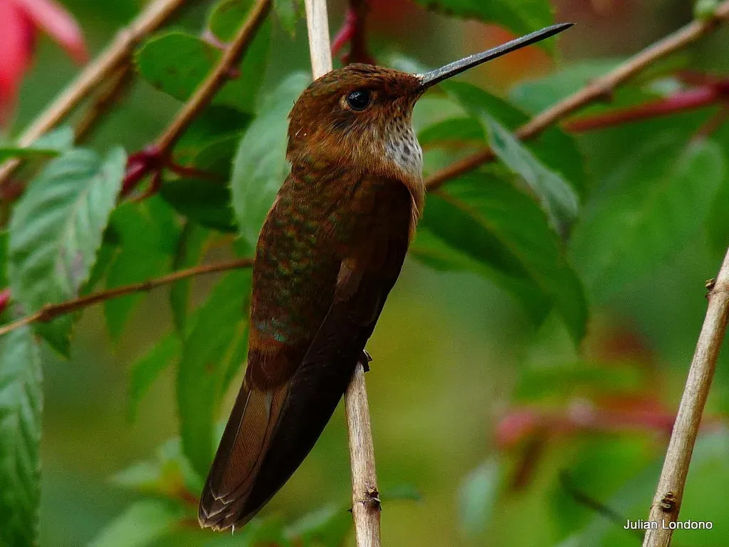 File:Bronzy Inca (Coeligena coeligena) 5.jpg