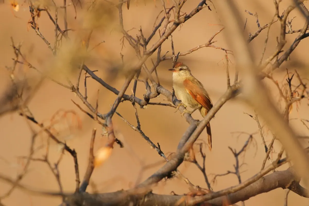 File:Cranioleuca henricae - CaracalShan - 458119897.jpeg