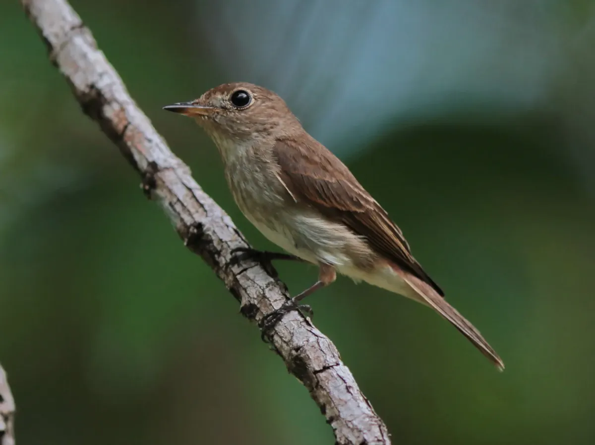 File:Muscicapa williamsoni - Ian Dugdale - 547347745.jpeg