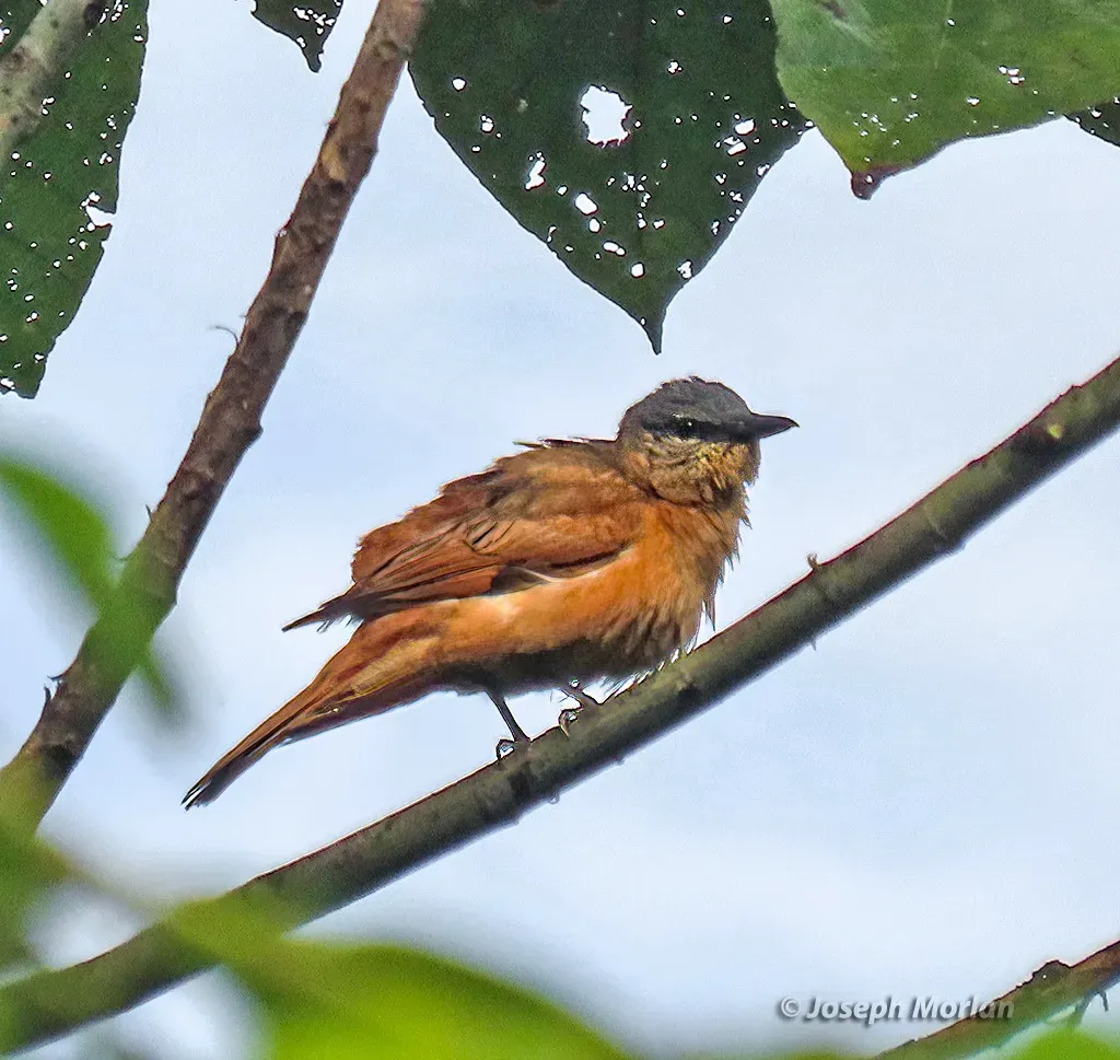 File:Edolisoma obiense - Joseph Morlan - 337803954.jpeg