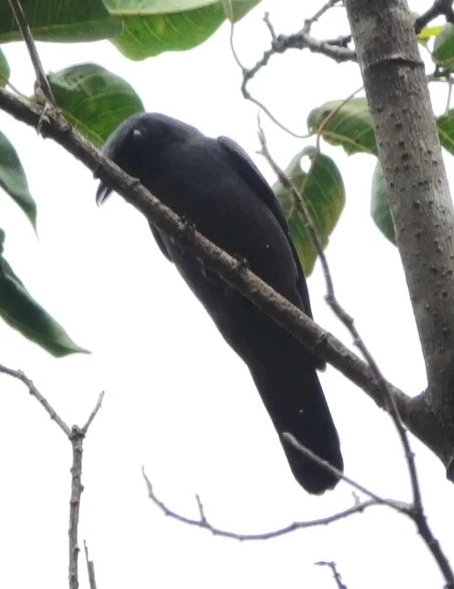 File:Edolisoma obiense - desertnaturalist - 246919895.jpeg