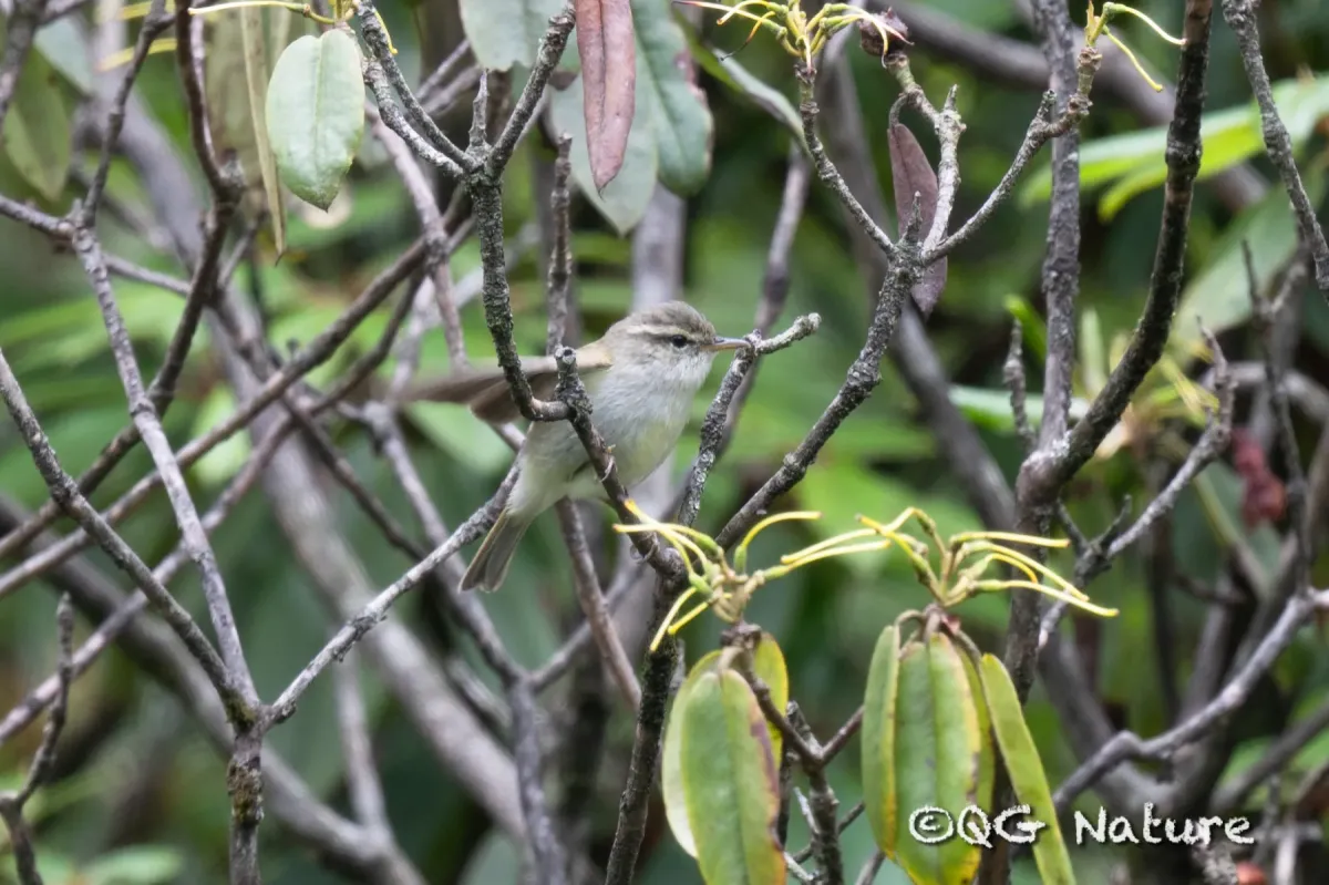 File:Phylloscopus emeiensis - Wang.QG - 421952402.jpeg