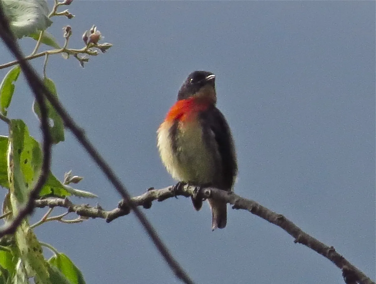 File:Dicaeum rhodopygiale - Christoph Moning - 107995910.jpeg