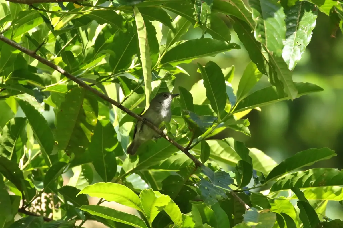 File:Zosterops ponapensis - Thibaud Aronson - 39756173.jpeg