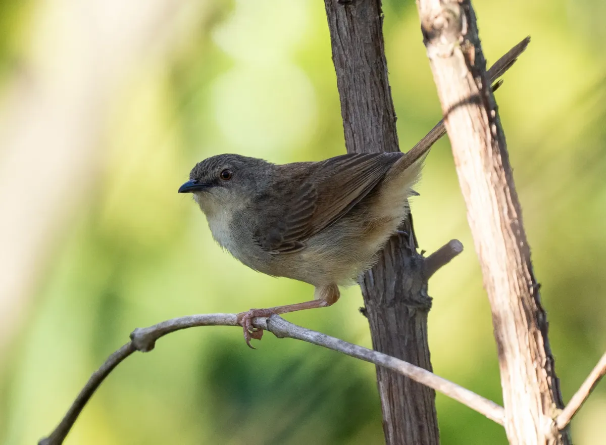 File:Prinia rocki - Forest Botial-Jarvis - 385766422.jpeg