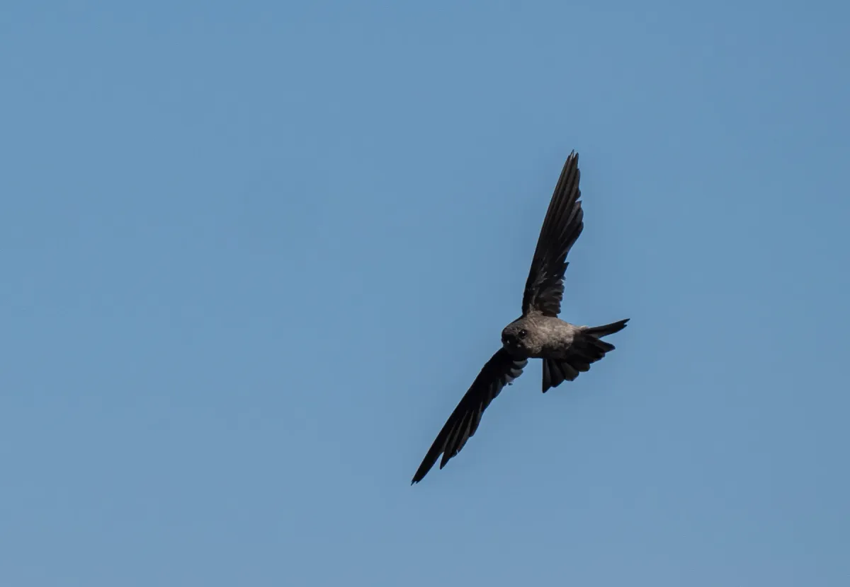 File:Aerodramus vulcanorum - Forest Botial-Jarvis - 313036558.jpeg