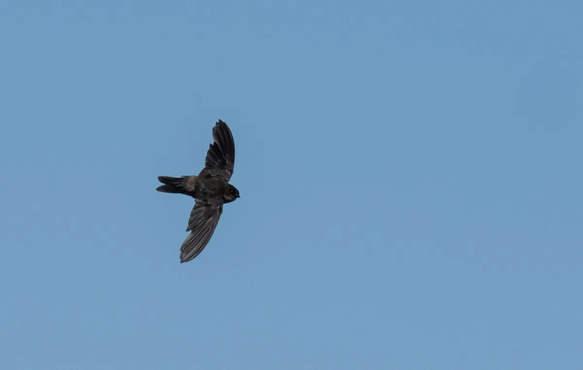 File:Aerodramus vulcanorum - Forest Botial-Jarvis - 313036557.jpeg