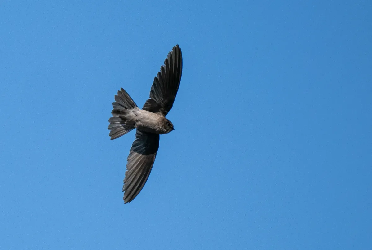 File:Aerodramus vulcanorum - Forest Botial-Jarvis - 313036602.jpeg