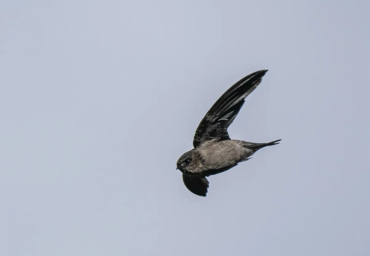 File:Aerodramus vulcanorum - Forest Botial-Jarvis - 313036676.jpeg