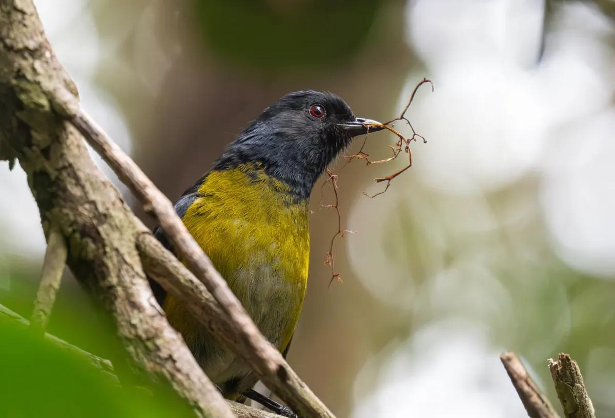 File:Phainoptila melanoxantha - Forest Botial-Jarvis - 366691024.jpeg
