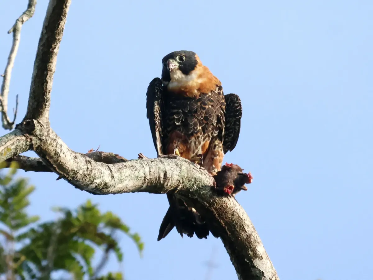 File:Falco deiroleucus, Georgetown, Guyana 1.jpg