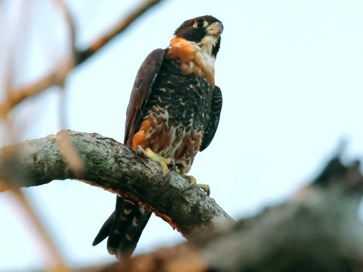 File:Falco deiroleucus, Georgetown, Guyana 2.jpg