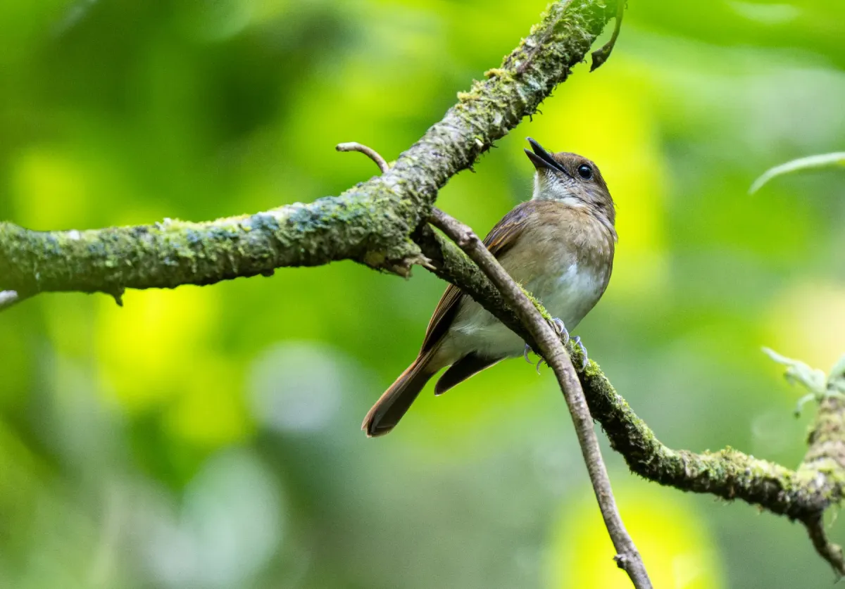File:Vauriella albigularis - Forest Botial-Jarvis - 300624645.jpeg