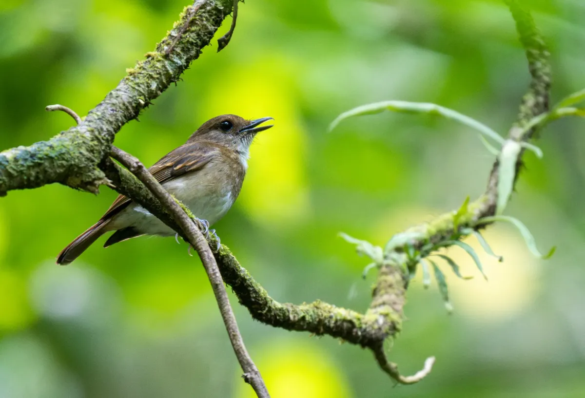 File:Vauriella albigularis - Forest Botial-Jarvis - 300624690.jpeg