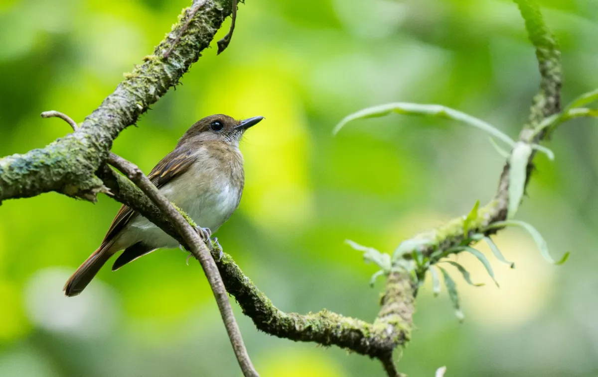 File:Vauriella albigularis - Forest Botial-Jarvis - 300624787.jpeg