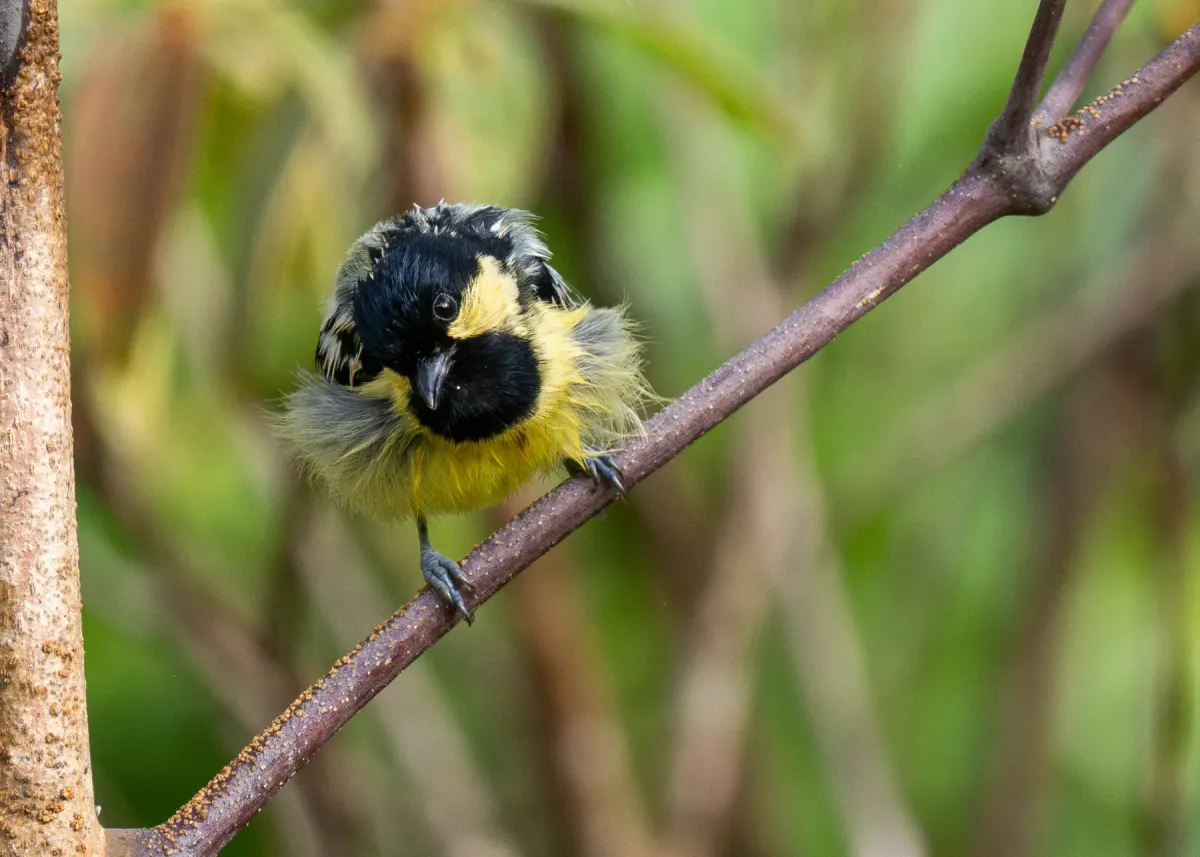 File:Periparus elegans - Forest Botial-Jarvis - 316277080.jpeg