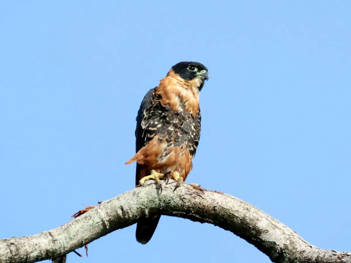 File:Falco deiroleucus, Georgetown, Guyana 3.jpg