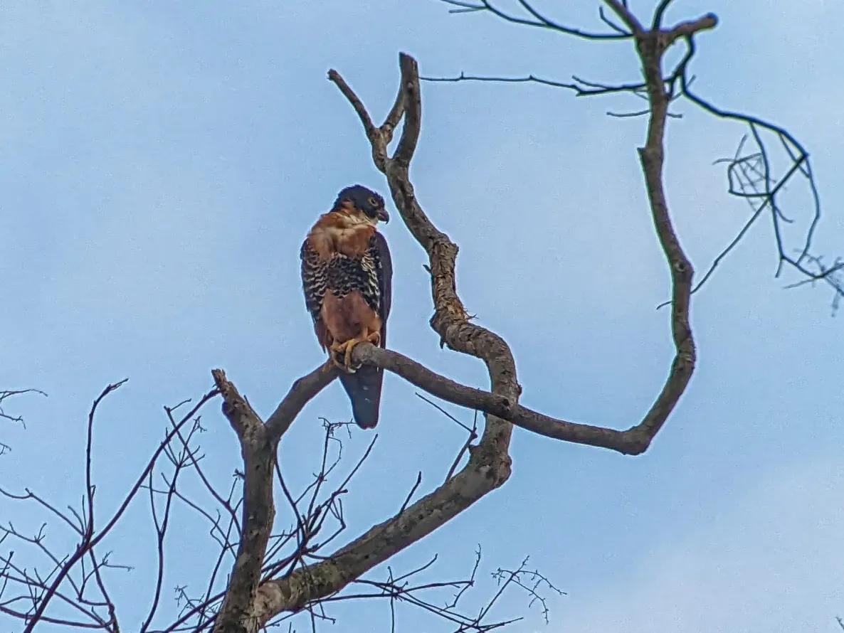 File:Falco deiroleucus, Reserva Biológica del Río Bigal, Ecuador 2.jpg