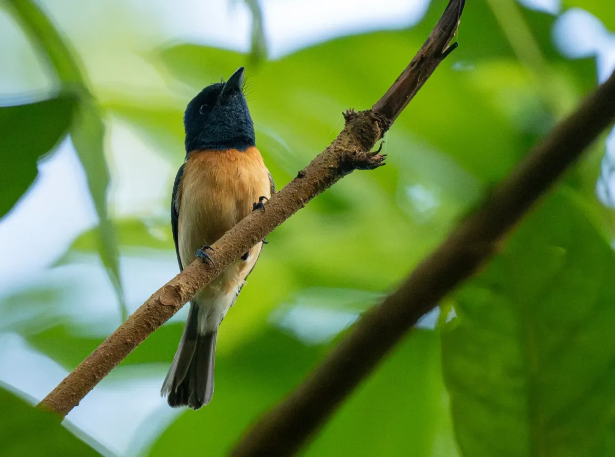 File:Myiagra vanikorensis - Forest Botial-Jarvis - 341735573.jpeg