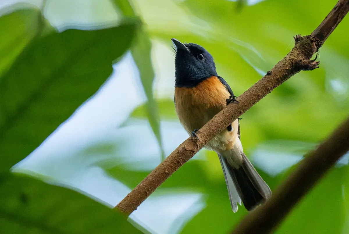 File:Myiagra vanikorensis - Forest Botial-Jarvis - 341735575.jpeg