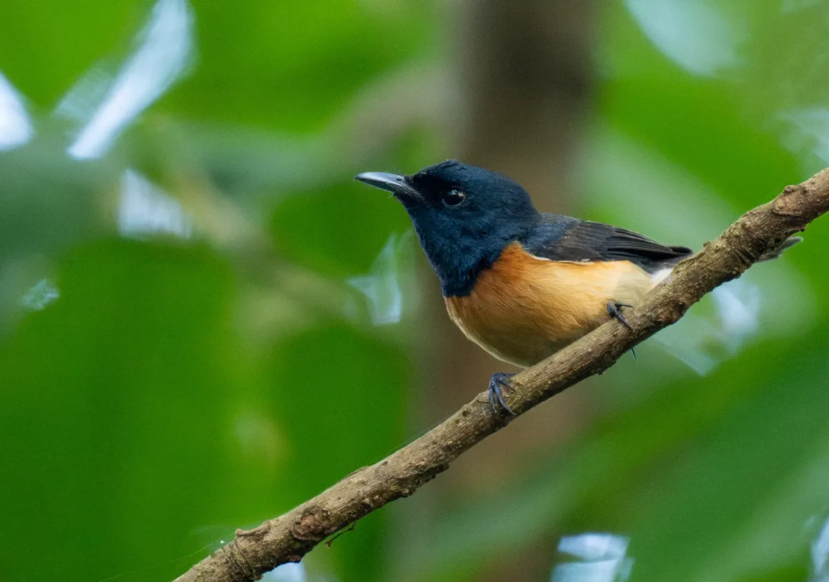 File:Myiagra vanikorensis - Forest Botial-Jarvis - 341735587.jpeg