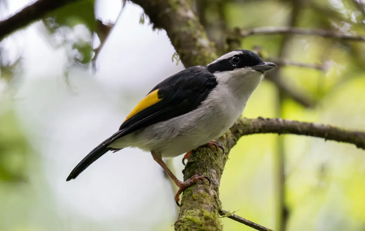 File:Pteruthius flaviscapis - Forest Botial-Jarvis - 313036363.jpeg