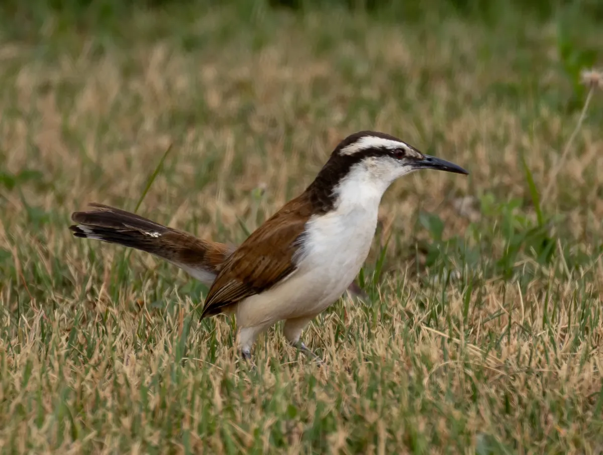 File:Campylorhynchus griseus Bicolored Wren; Boa Vista, Roraima, Brazil (cropped).jpg