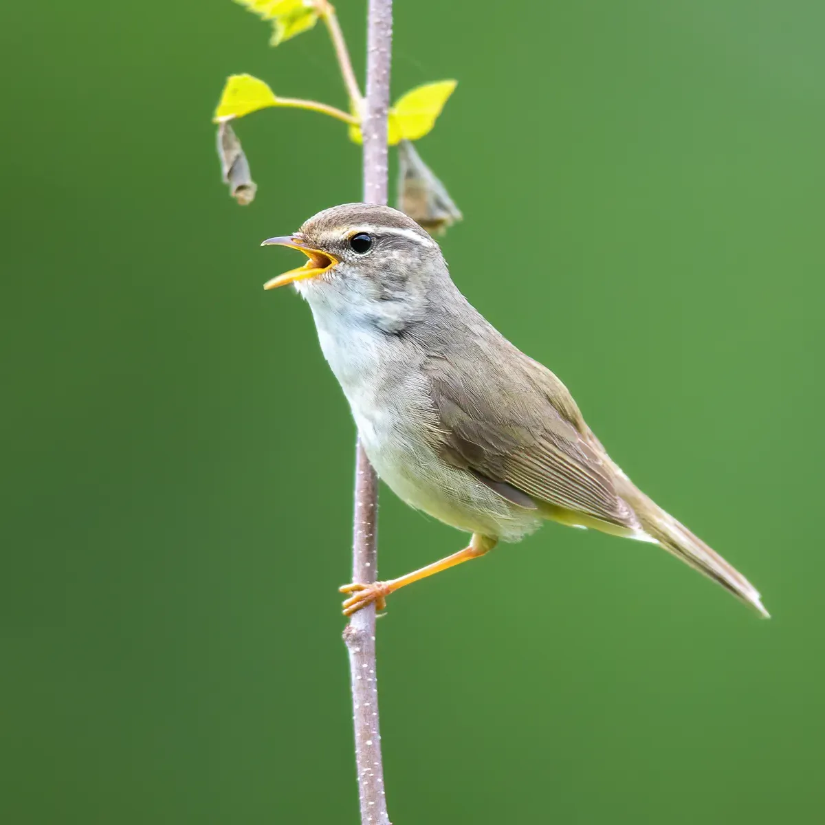 File:Phylloscopus schwarzi in Russia.jpg