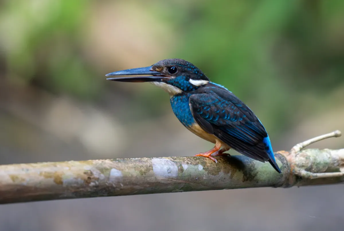 File:Alcedo euryzona - Forest Botial-Jarvis - 309997025.jpeg