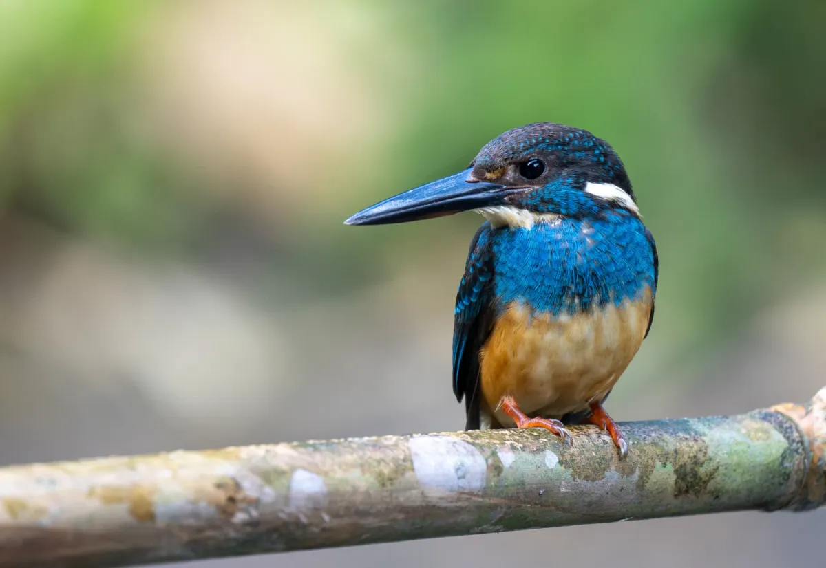 File:Alcedo euryzona - Forest Botial-Jarvis - 309997050.jpeg