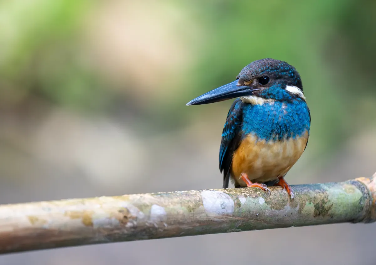 File:Alcedo euryzona - Forest Botial-Jarvis - 309997047.jpeg