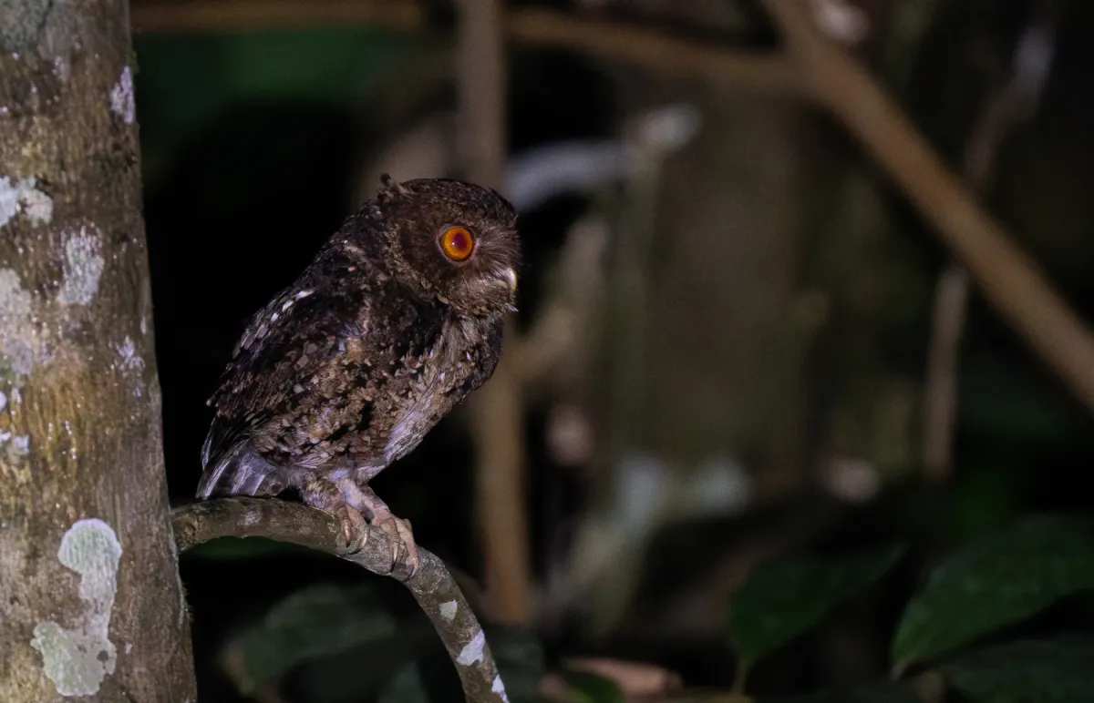 File:Otus angelinae - Forest Botial-Jarvis - 313035063.jpeg