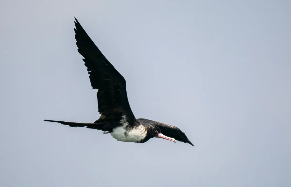 File:Fregata andrewsi - Forest Botial-Jarvis - 320955660.jpeg