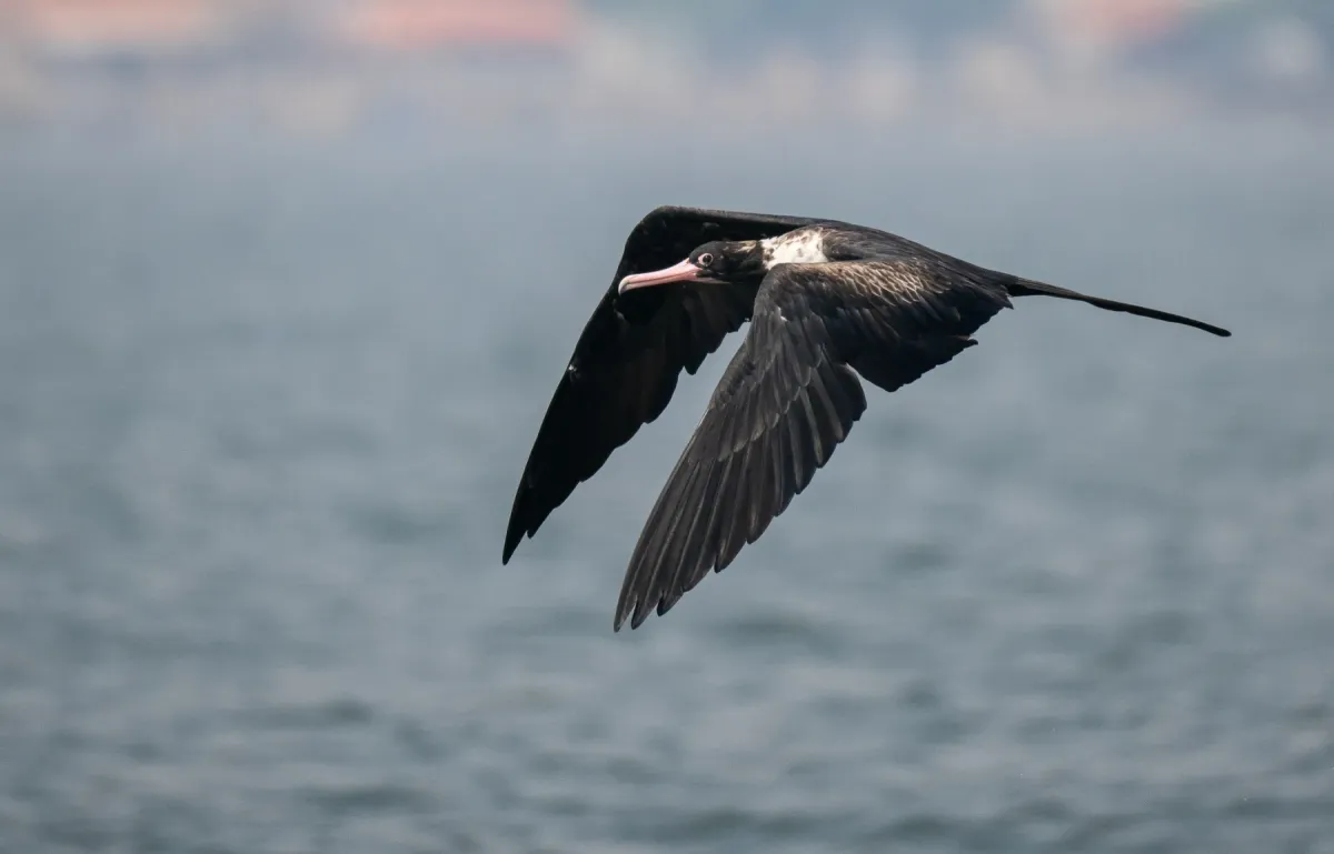 File:Fregata andrewsi - Forest Botial-Jarvis - 320955734.jpeg