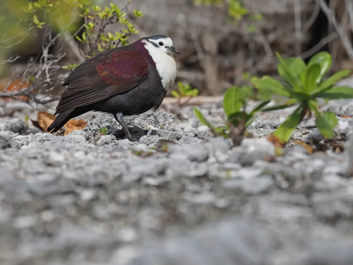 File:Pampusana erythroptera - James Eaton - 395654879.jpeg