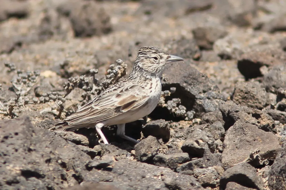 File:Alauda razae 443631103.jpg