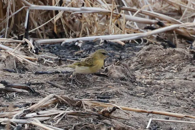 File:Ploceus burnieri - Tom Field - 476849157.jpeg