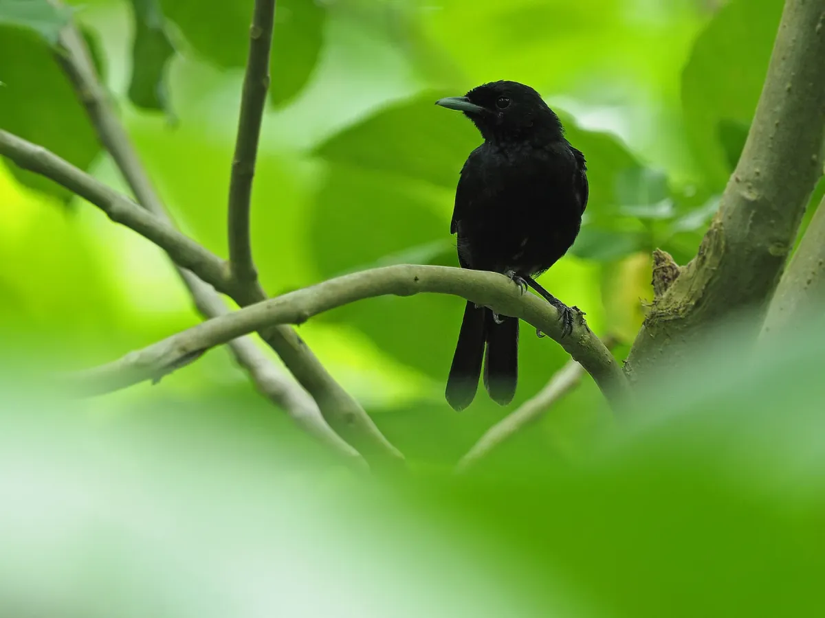 File:Pomarea mendozae - James Eaton - 395655086.jpeg