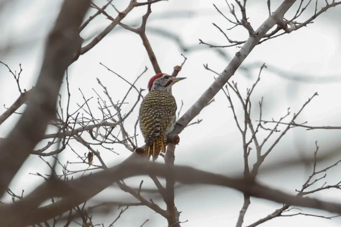 File:Speckle-throated Woodpecker (Campethera scriptoricauda).jpg