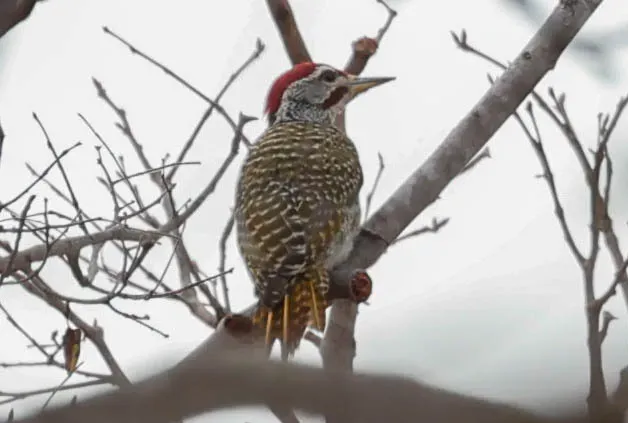 File:Speckle-throated Woodpecker (Campethera scriptoricauda) (cropped).jpg